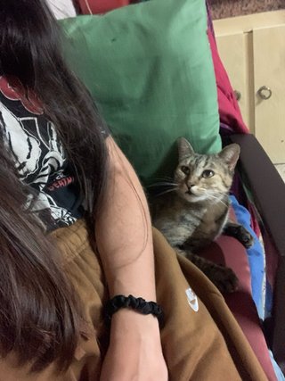 Cuidadora de gatos a domicilio