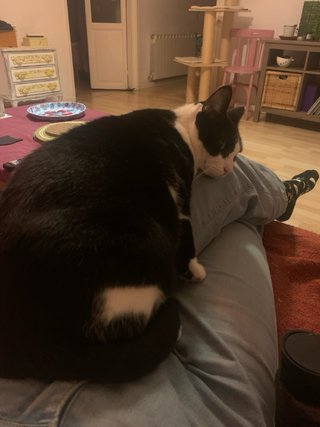 Cuidadora de gatos a domicilio