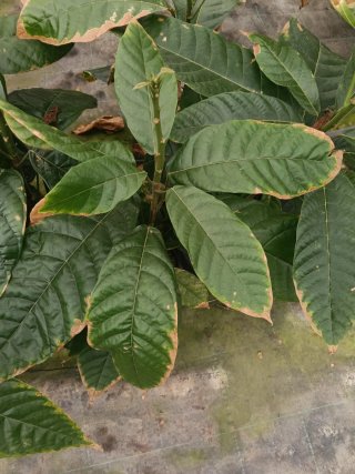 Cacao (Theobroma cacao) planta