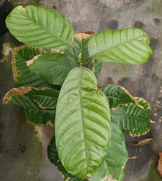 Cacao (Theobroma cacao) planta