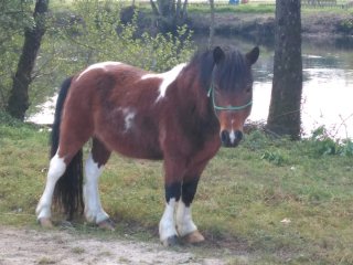 Abono para caballos