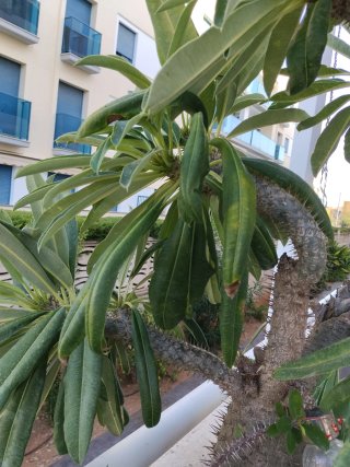 Planta Cactus Pachypodium