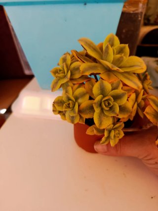 Aeonium Sunburst Suculenta