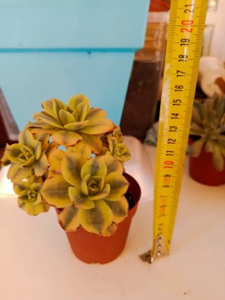 Aeonium Sunburst Suculenta