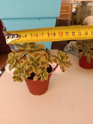 Aeonium Sunburst Suculenta