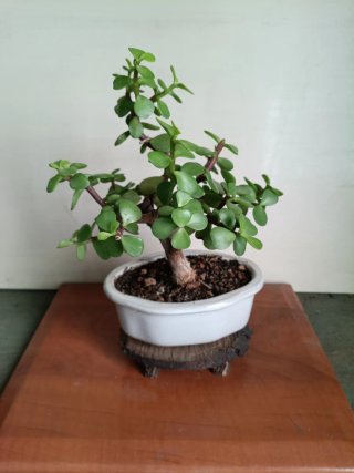 Portulacaria Afra Bonsai