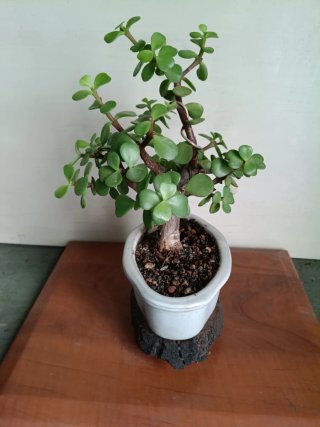 Portulacaria Afra Bonsai