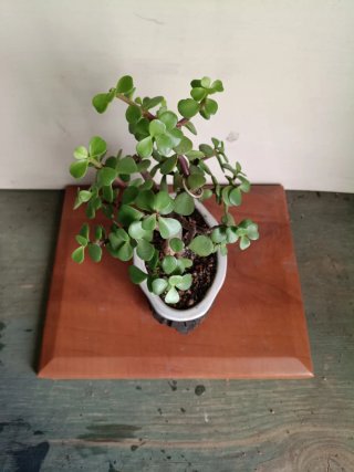 Portulacaria Afra Bonsai