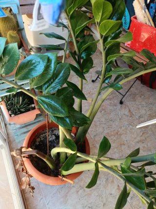 Maceta Zamioculca Grande