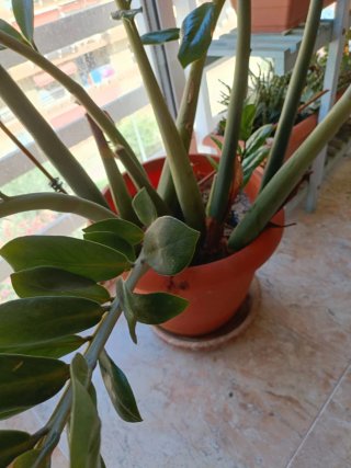 Maceta Zamioculca Grande