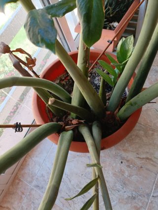 Maceta Zamioculca Grande