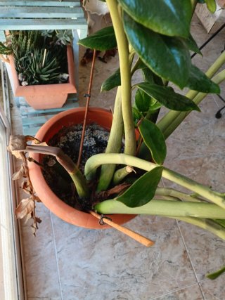 Maceta Zamioculca Grande