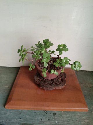 Bonsái Portulacaria Afra