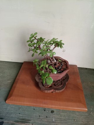 Bonsái Portulacaria Afra