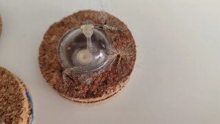 4 cuerdas de Moscas Ahogadas para Pesca