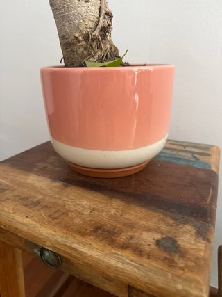 Ficus en maceta diseño