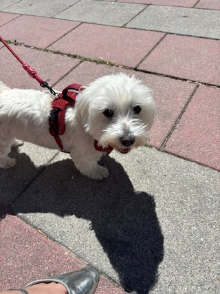 Paseadora de mascotas Alicante