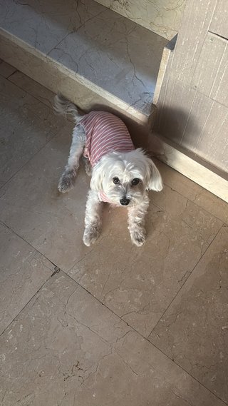 Paseadora de mascotas Alicante