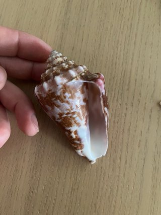 Conchiglie da collezionare. Provenienza Ghana.