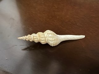Conchiglie da collezionare. Provenienza Ghana.