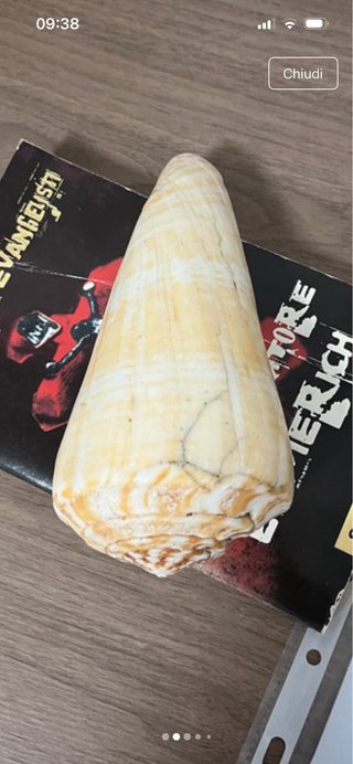 Conchiglie da collezionare. Provenienza Ghana.