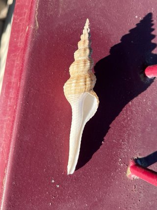 Conchiglie da collezionare. Provenienza Ghana.