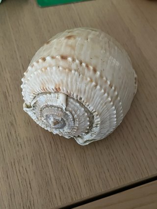 Conchiglie da collezionare. Provenienza Ghana.