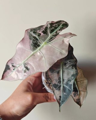 Alocasia Polly Snowflake superb Pink