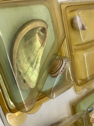 Colección Conchas del Mundo Orbis Fabri
