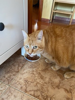 servicio de pasear y cuidar perros y gatos