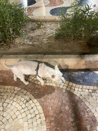 servicio de pasear y cuidar perros y gatos