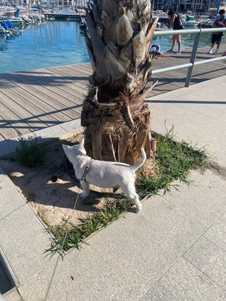 servicio de pasear y cuidar perros y gatos
