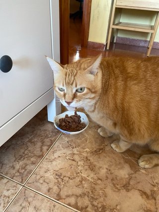 servicio de pasear y cuidar perros y gatos