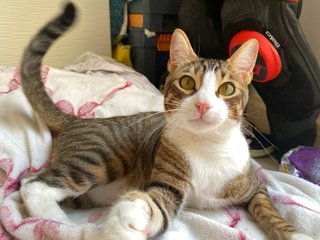 servicio de pasear y cuidar perros y gatos