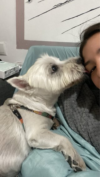 servicio de pasear y cuidar perros y gatos