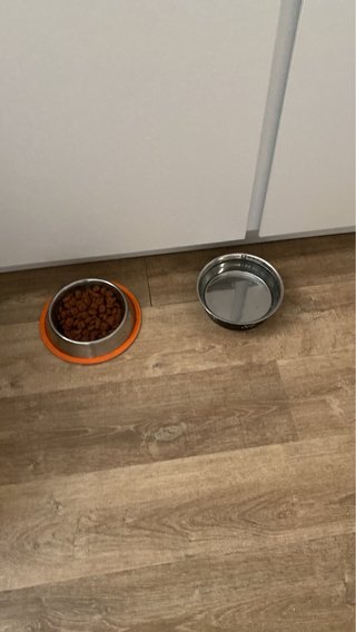 servicio de pasear y cuidar perros y gatos