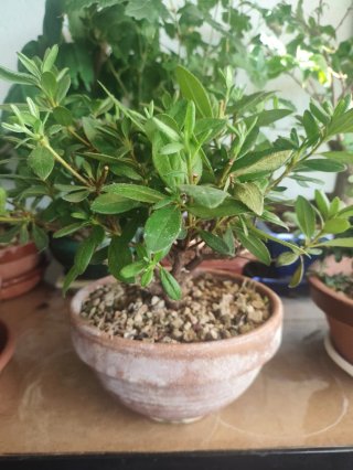 Bonsái Azalea