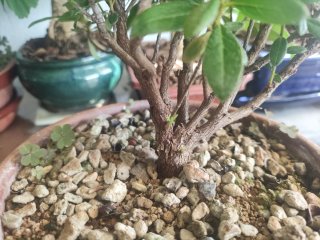 Bonsái Azalea