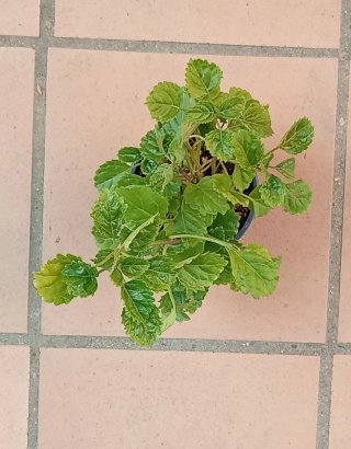 Planta del dinero estilo vertical (maceta)