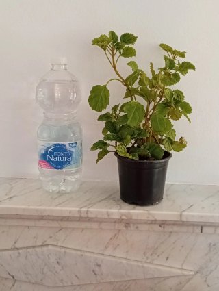 Planta del dinero estilo vertical (maceta)
