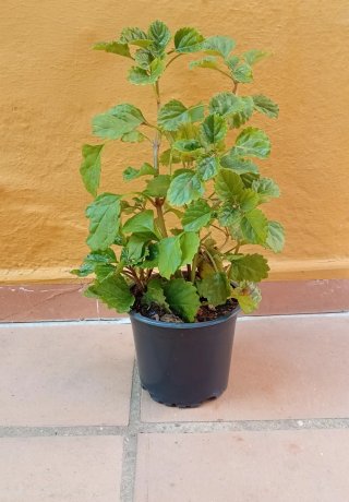 Planta del dinero estilo vertical (maceta)