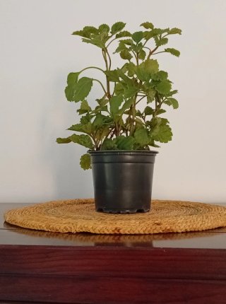 Planta del dinero estilo vertical (maceta)