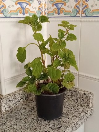 Planta del dinero estilo vertical (maceta)
