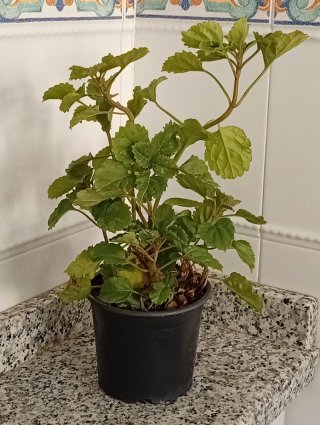 Planta del dinero estilo vertical (maceta)