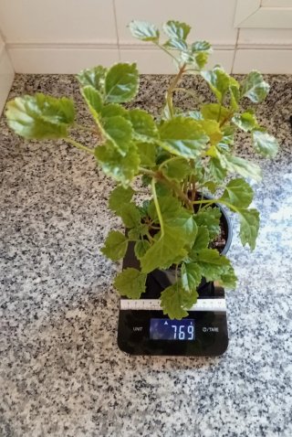Planta del dinero estilo vertical (maceta)