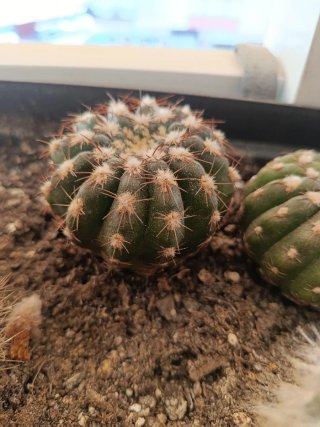 Cactus Parodia crassigibba natural