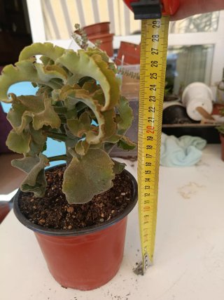 Suculenta Kalanchoe beharensis