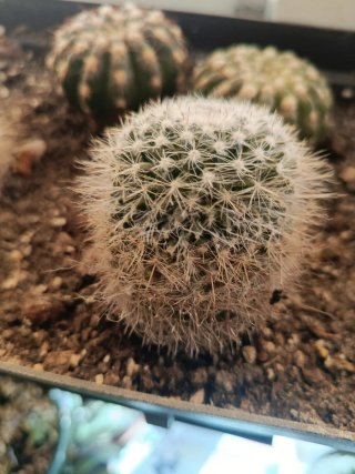 Plantas naturales cactus Mammillaria