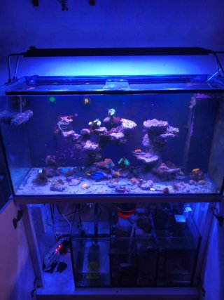 Acuario Marino Completo