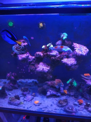 Acuario Marino Completo